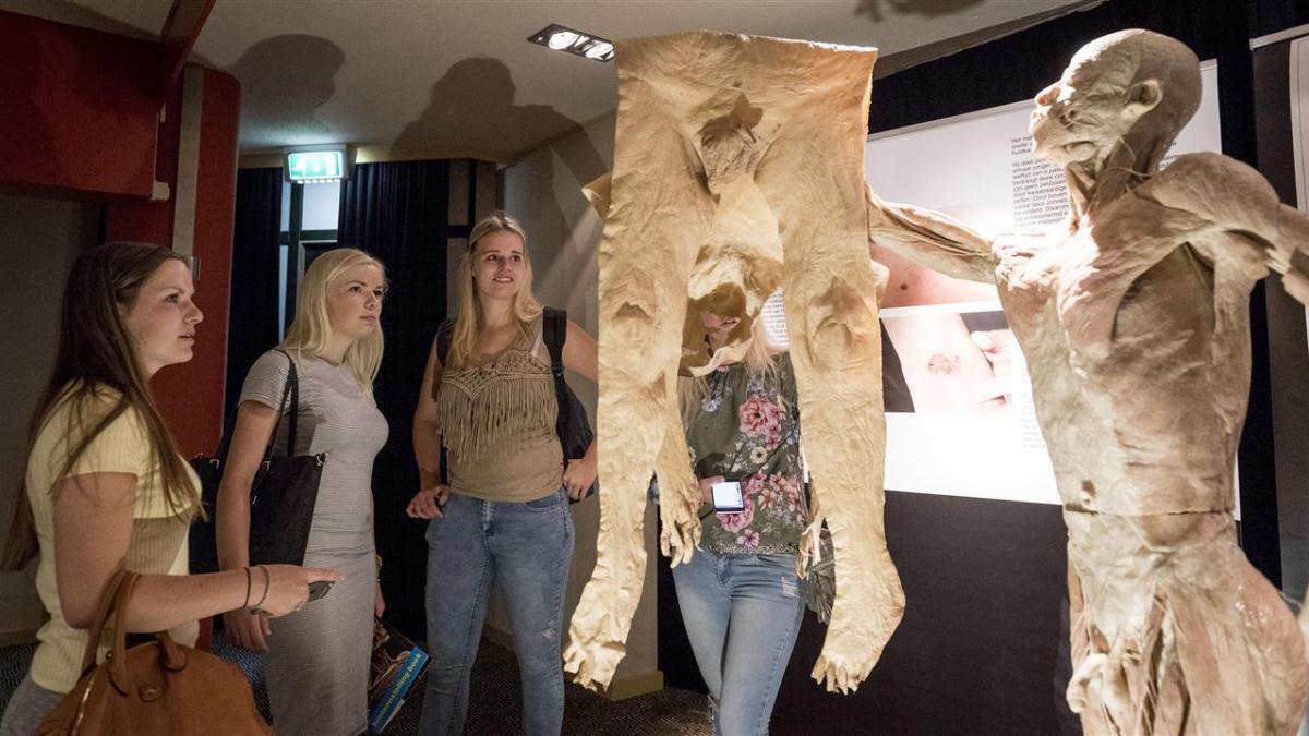 Anatomisches Hautpräparat